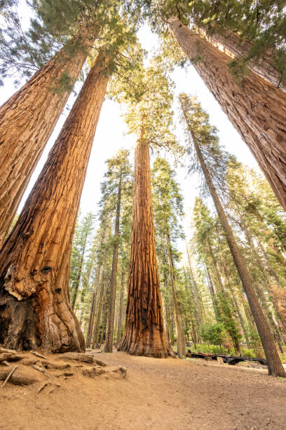 istock Looking Up In Parker Grove 1465156657