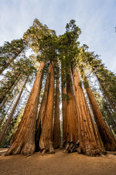 istock Looking up the Parker Grove at an angle 1465156671