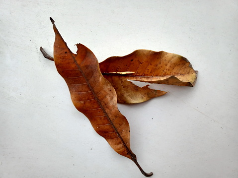 Fabulous leaf object is very beautiful