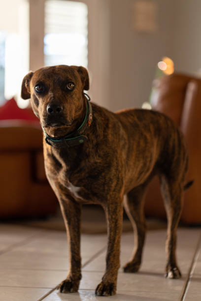 istock Scared dog staying on the tiled floor in a house. 1465158185