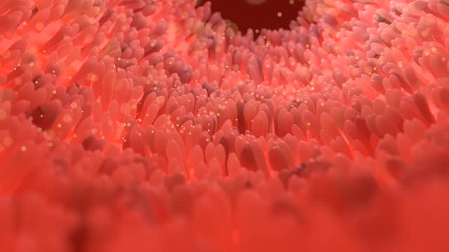 Animation of moving intestinal villi.