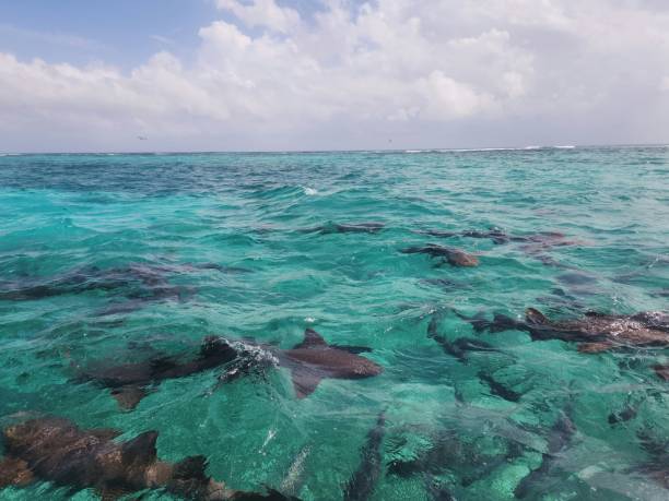 istock Nurse sharks 1465163212