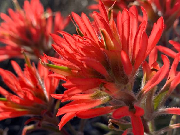 pinceau indien fleurs sauvages de l’ouest du colorado - indian paintbrush photos et images de collection