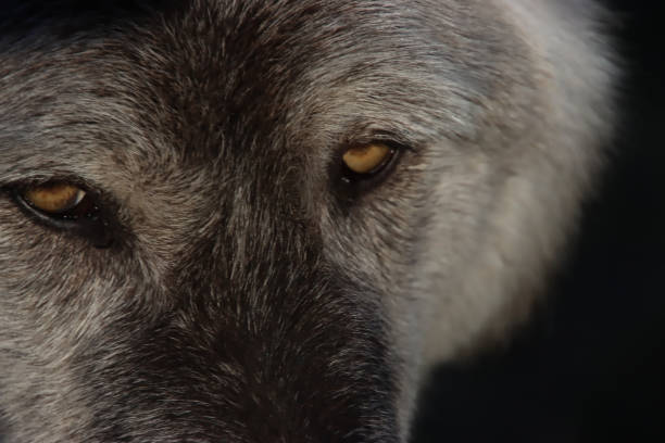 istock Eyes of the Wild 1465168978