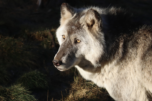 Tundra wolf profile in sunlight