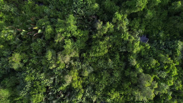 Aerial View, Autumn forest, Landscape area agriculture. woodland