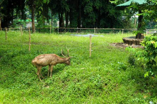 istock A brown deer with antlers eating grass against a grass background 1465172167