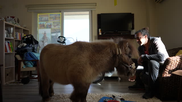 Mature adult animal lover spending happy time with his pet pony at home.