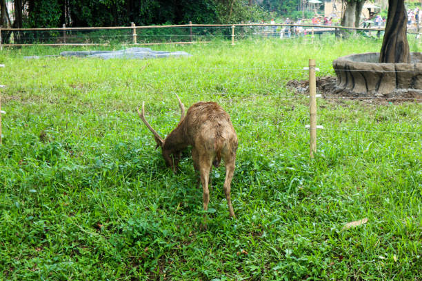 brązowy jeleń z porożem jedzący trawę na trawiastym tle - forest preserve zdjęcia i obrazy z banku zdjęć