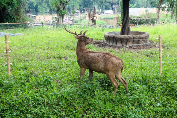 istock A brown deer with antlers eating grass against a grass background 1465174578