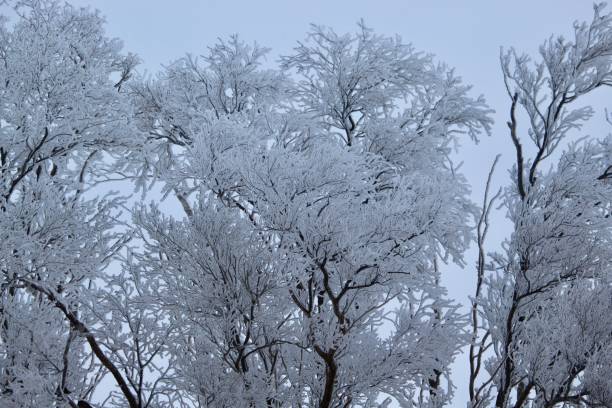 istock Heavy frost on elm trees 1465175208