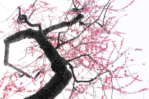 istock plum blossoms in full bloom 1465177989