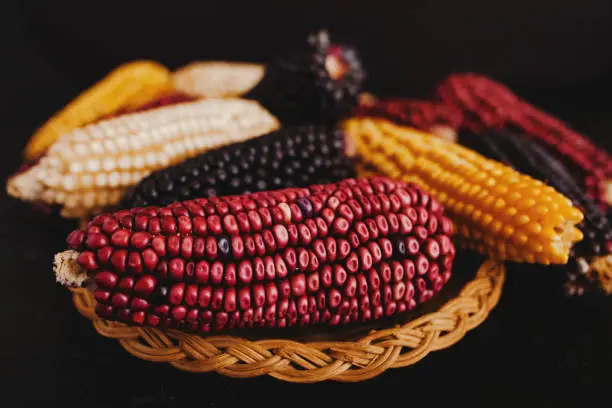 Photo of Mexican colored corn cobs in Mexico Latin America