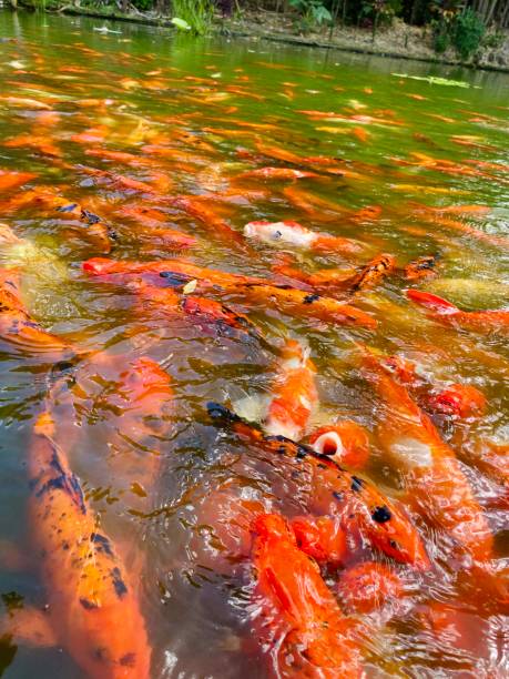 istock Orange carp pond in Botanical Garden 1465180555