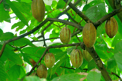 Theobroma cacao, also called cacao tree and cocoa tree, is an evergreen tree in the family Malvaceae. Cacao seeds are the source of commercial cocoa, chocolate and cocoa butter.