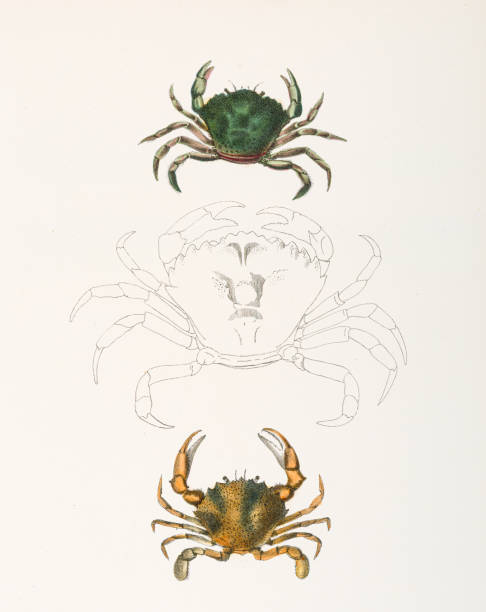 istock Littoral crab and Lady crab chromolithograph 1843 1465182236