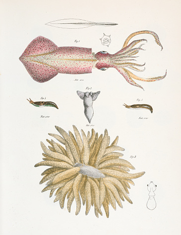 Squid chromolithograph 1843