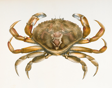 Rock crab (Platycarcinus irroratus) chromolithograph 1843