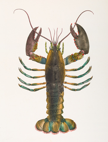 American lobster chromolithograph 1843