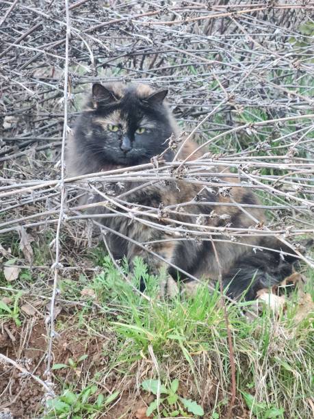 istock Tortoiseshell kitty in the field 1465183231