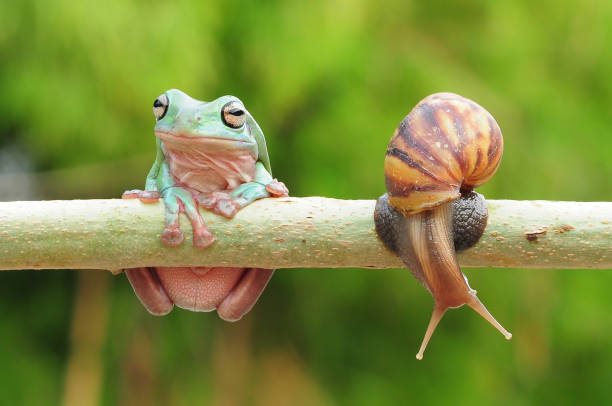 istock frogs and snails on a tree branch, frog, snail 1465186812