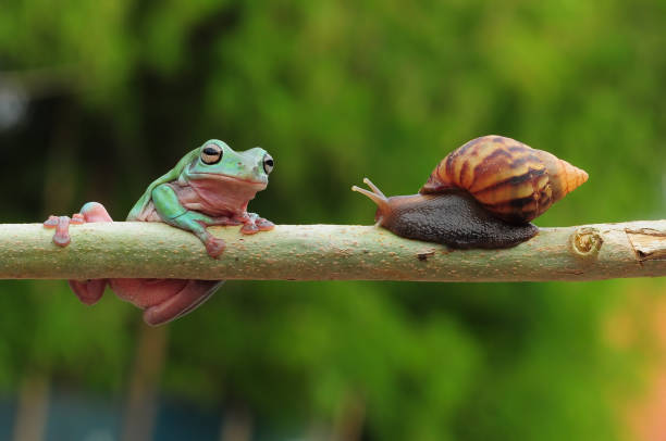 istock frogs and snails on a tree branch, frog, snail 1465186814