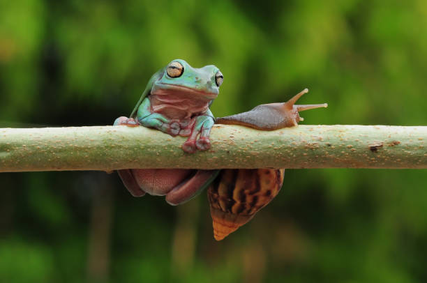 istock frogs and snails on a tree branch, frog, snail 1465187329