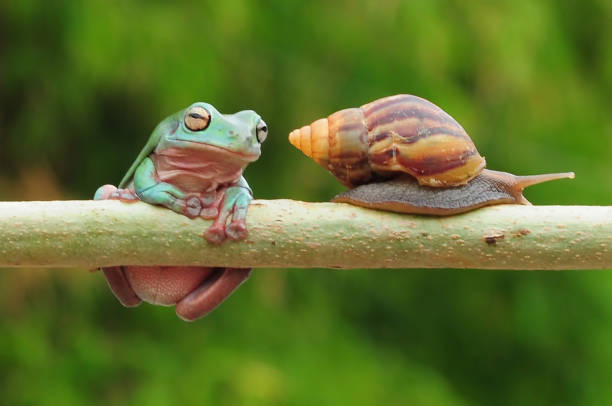 istock frogs and snails on a tree branch, frog, snail 1465187339