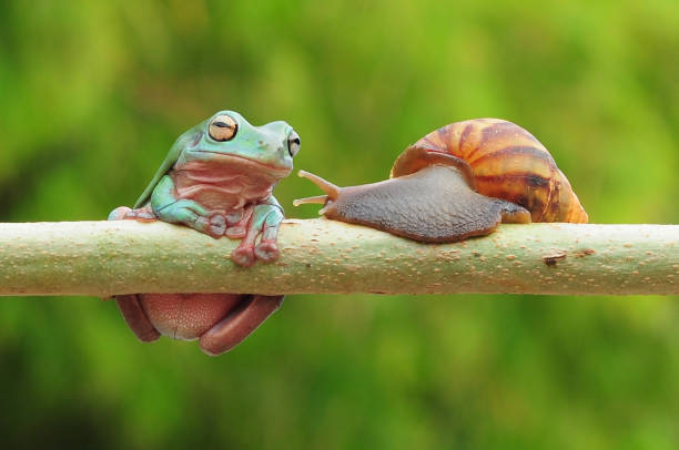 istock frogs and snails on a tree branch, frog, snail 1465187343