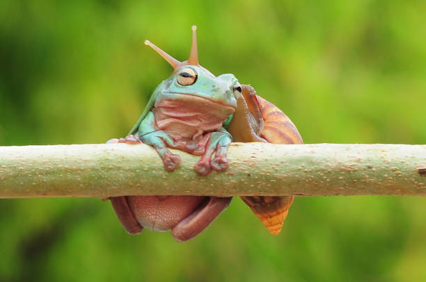 istock frogs and snails on a tree branch, frog, snail 1465187355