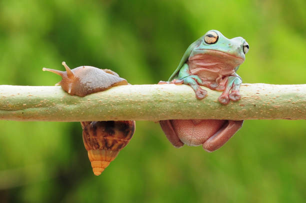 istock frogs and snails on a tree branch, frog, snail 1465187379