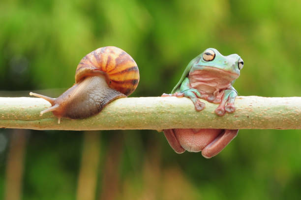 istock frogs and snails on a tree branch, frog, snail 1465187382