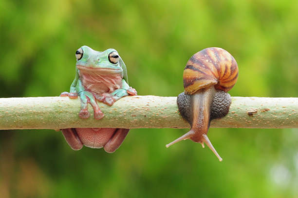 istock frogs and snails on a tree branch, frog, snail 1465187657