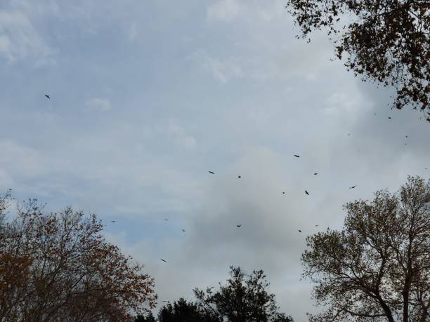istock Autumn sky with tress and soaring birds 1465193071