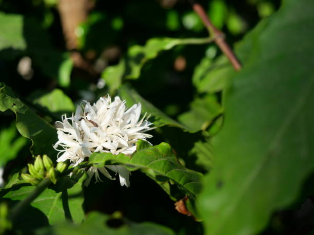 istock Robusta coffee blossom on tree plant with green leaf with black color in background 1465195146