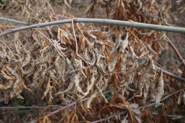 istock dry leaves on a branch 1465196243