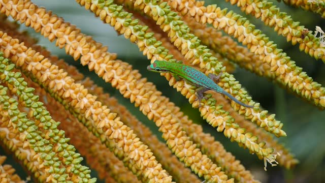 Turquoise colored Ornate day Gecko on drupe of palm tree in bloom