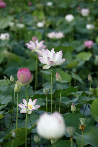 Lotus in Nara, the ancient capital of Japan