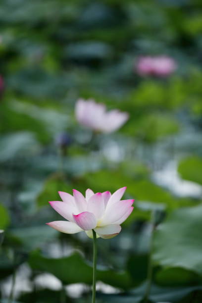istock Lotus in Nara 1465200474