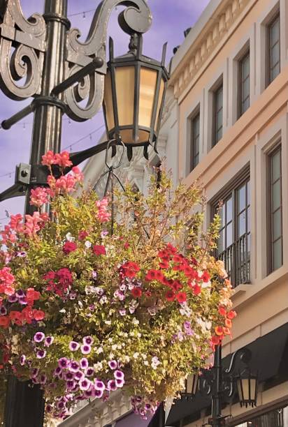 istock Hanging flowers in bloom 1465206494
