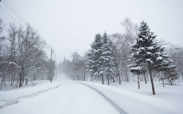 istock Snow covered country road and pine trees 1465208092