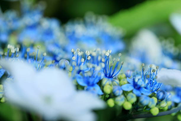 istock Hydrangea photographed in Nara 1465209001
