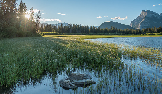 Early morning with sunshine at Vermillion lakes  with waterplants, water, pine trees and mountains in Banff National Park, Canadian Rockies, Alberta, Canada