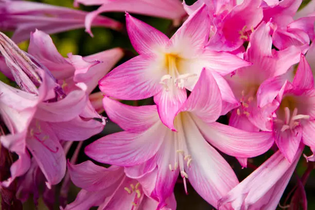 Fuschia hyacinth blooms from Soquel CA