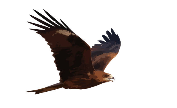 Hawk Black kite flying isolated on white background. Vector Illustration milvus migrans stock illustrations
