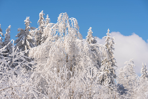 Ice covered trees in Rhön on a beautiful sunny day with blue sky
