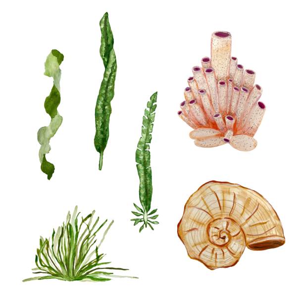 ilustrações de stock, clip art, desenhos animados e ícones de seaweed seashell coral green pink sea watercolor - label travel san diego california california