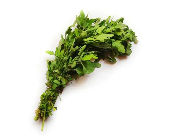 Leafy vegetable - White goose foot. Scientific name - Chenopodium album. It is extensively cultivated and consumed in North and Northeast India as a food crop known as bathua. It grows during winter.