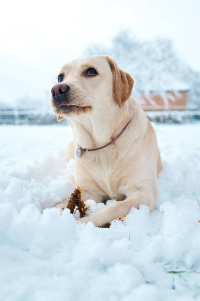 istock Fawn labrador lies in the snow 1465218978