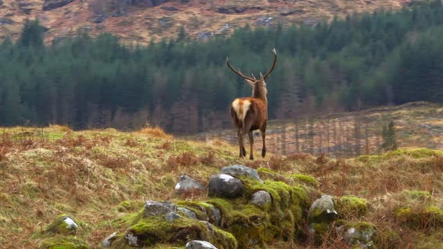 Majestic Red Deer Stags in the Scottish Highlands Aerial View